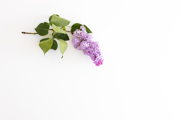 Lilac flowers isolated on a white background