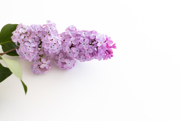 Lilac flowers isolated on a white background