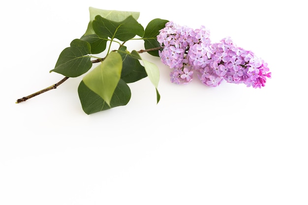 Lilac flowers isolated on a white background