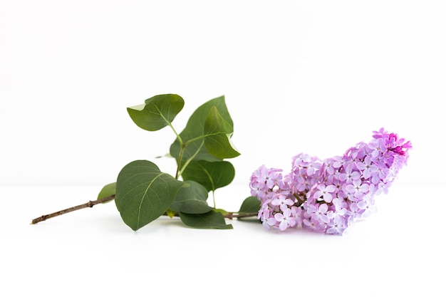 Lilac flowers isolated on a white background