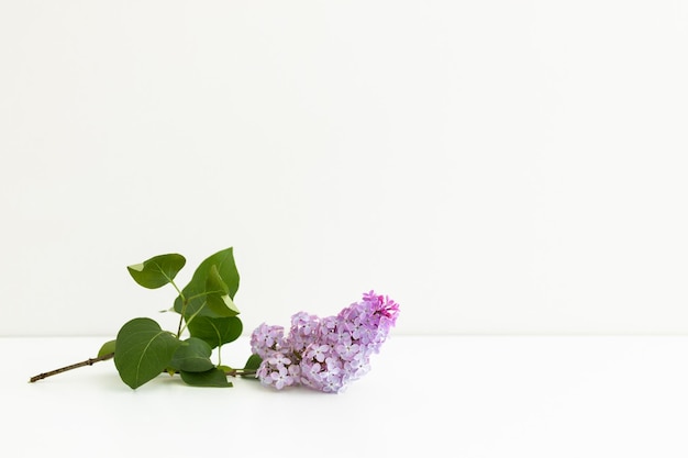 Lilac flowers isolated on a white background