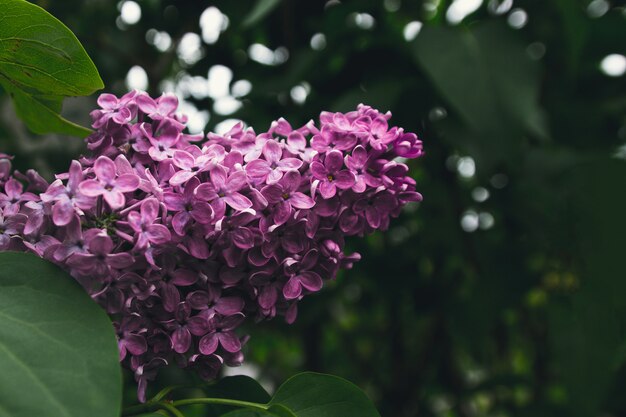 Lilac Flowers. Lilac blossom. Purple lilac flowering.