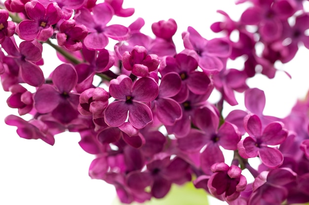 The Lilac flowers macro