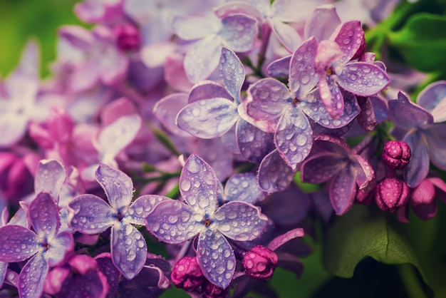 Lilac flowers macro