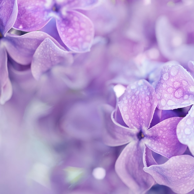 Lilac flowers macro