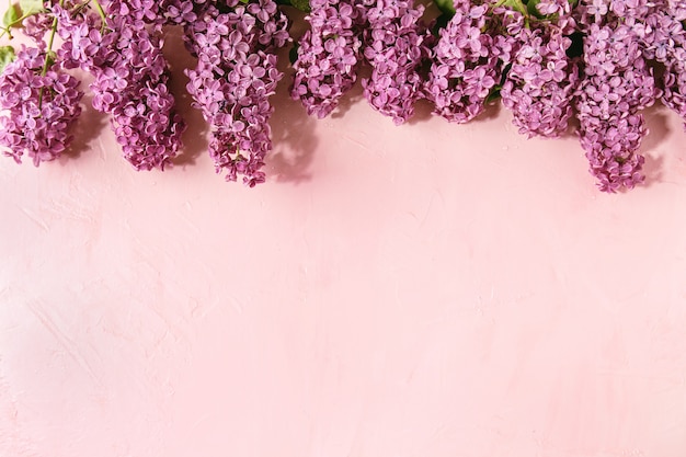 Lilac flowers over pink