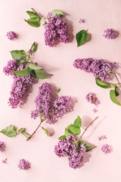 Lilac flowers over pink