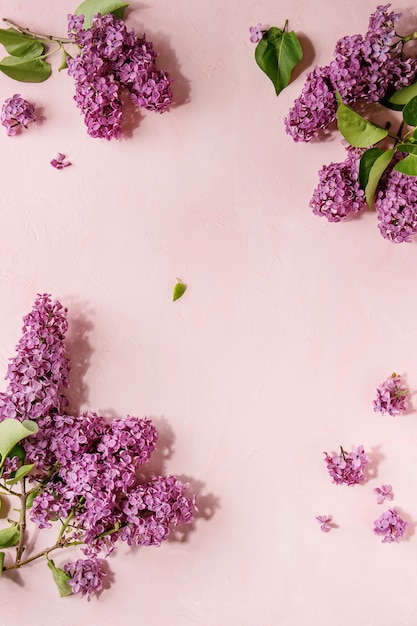 Lilac flowers over pink