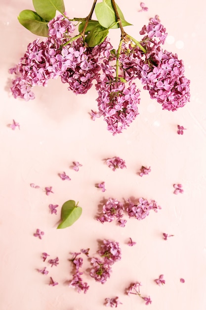 Lilac flowers over pink