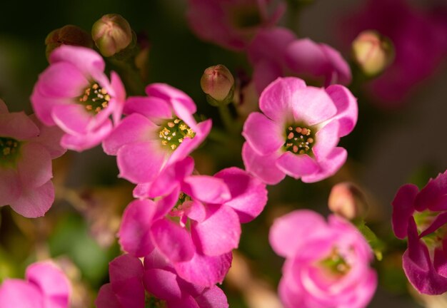 Lilac flowers small and beautiful lilac flowers in a garden in Brazil selective focus