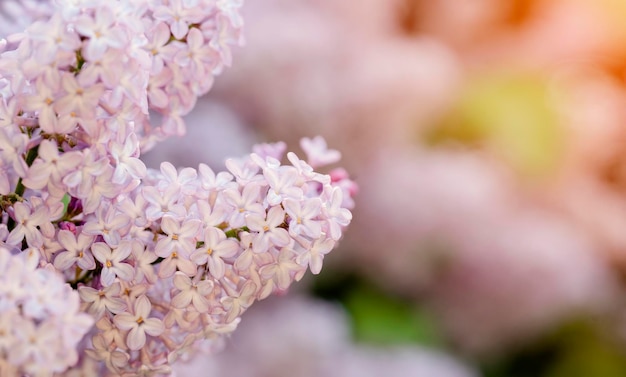 Lilac flowers in the spring warm day Beautiful nature scene with blooming tree