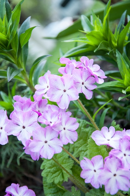 Lilac flowers