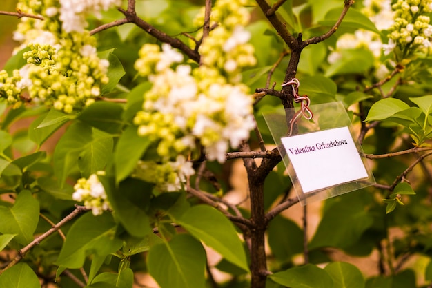 Lilac garden, colorful lilac Valentina Grizodubova blossom and flower, spring flower, Tbilisi botanic garden