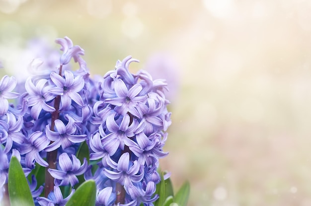 Lilac hyacinth flowers. Spring background with copy space