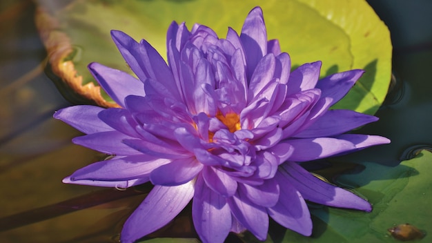 A lilac lotus is blooming on the pond