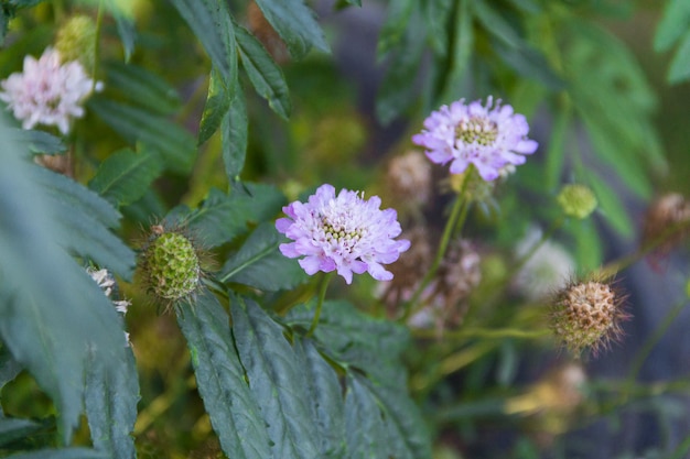 Lilac Scabiosa columbaria flowers in the spring