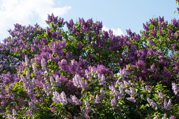 lilac trees in a lilac garden Cultivation of various breeding lilac bushes lush clusters of lilacs