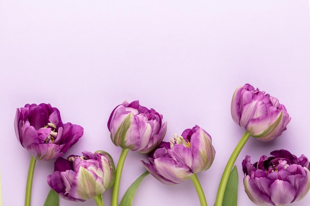 Lilac tulip flowers on pastel background