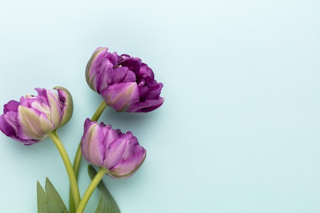 Lilac tulip flowers on pastel background