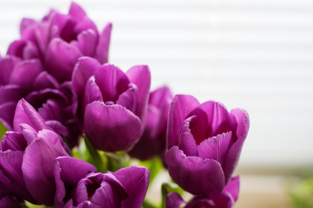 Lilac tulips on a blurry white background with space for text