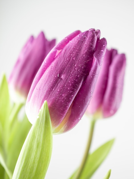 Lilac tulips closeup on a white background