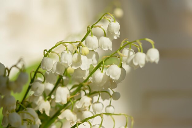 Lilies of the valley bouquet. Beautiful fragile spring flowers in dew drops. Light pastel authentic