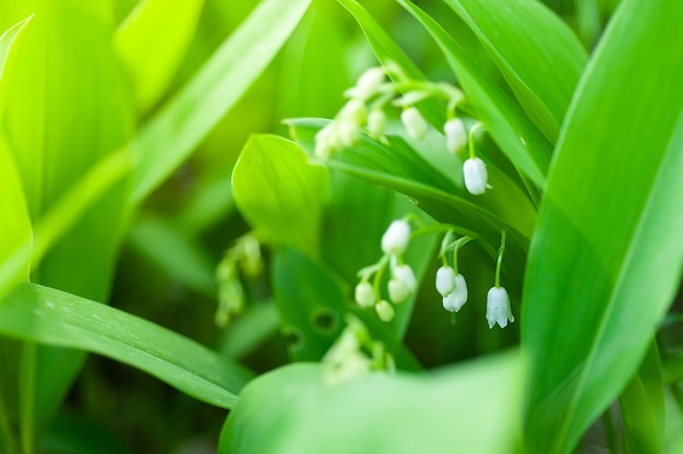 Lilies of the valley flowers closeup