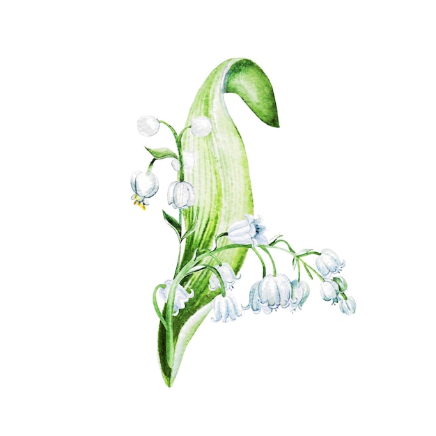 Lilies of the valley flowers. Watercolor hand drawn illustration.