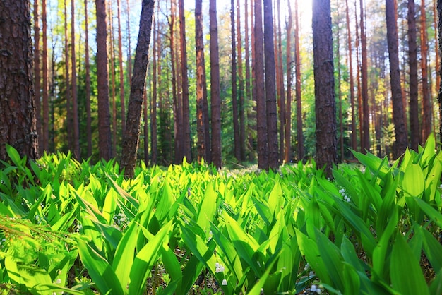 lilies of the valley landscape in the forest background, view of the forest green season