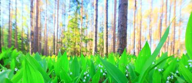 lilies of the valley landscape in the forest background, view of the forest green season