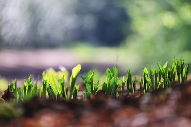 lilies of the valley leaves green background, nature fresh green garden texture