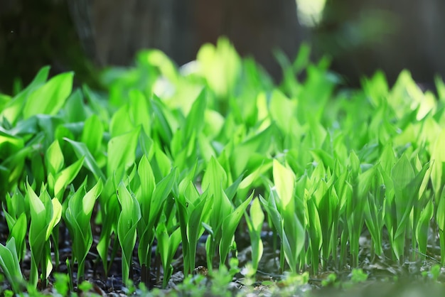 lilies of the valley leaves green background, nature fresh green garden texture