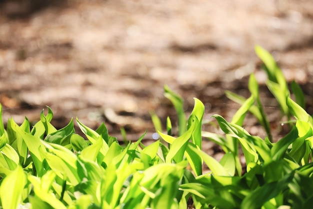 lilies of the valley leaves green background, nature fresh green garden texture