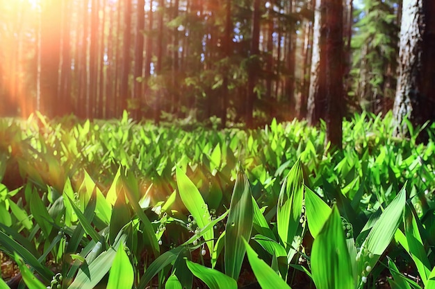 lilies of the valley in the spring forest, landscape in the April park, many lilies of the valley in the meadow