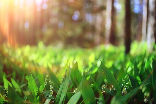 lilies of the valley in the spring forest, landscape in the April park, many lilies of the valley in the meadow