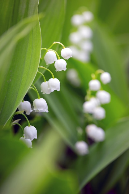 Lilies of the valley