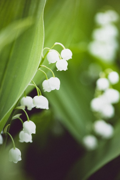 Lilies of the valley