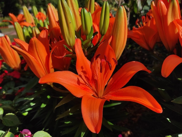 Lilium bulbiferum or orange lily fire lily and tiger lily