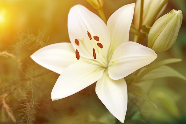 Lilium candidum flower. Beautiful white plant in garden. Madonna lily flower, green background.