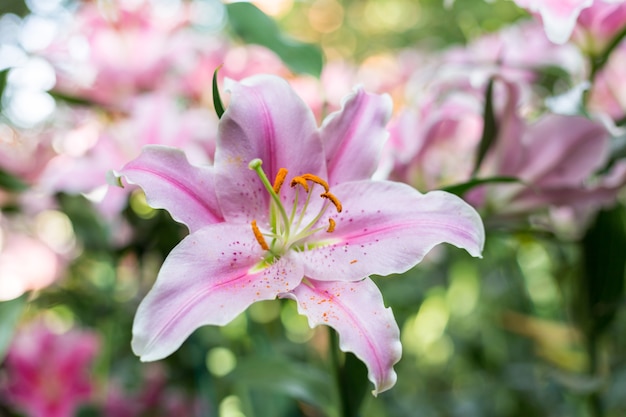 Lilly Flower in the garden.