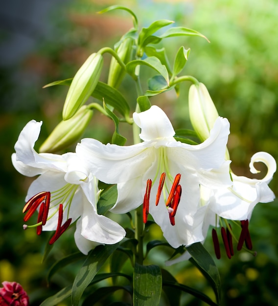 Lily blooms in the garden