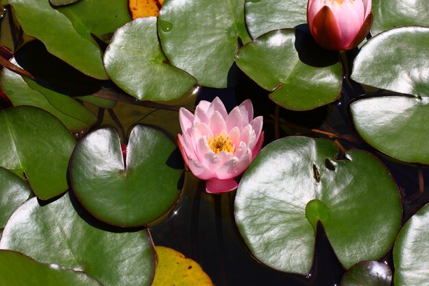 Lily Bud flower among leaves on the water.