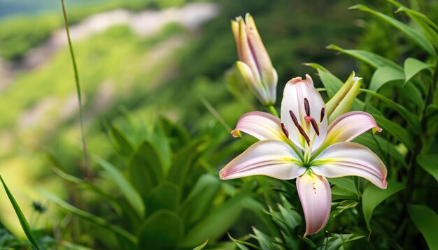 Photo lily close up photo in the garden with copy space