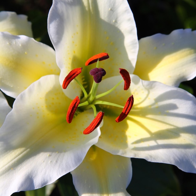 Lily flower close up