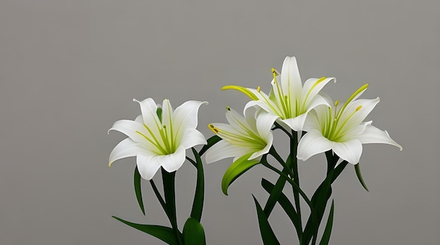 Lily flower on colored background wallpaper