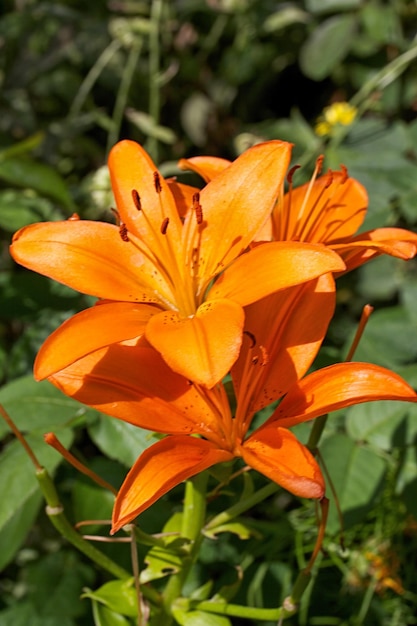 Lily flower Lilium