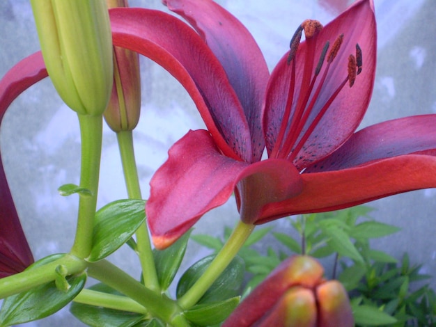 Lily Flower Outdoor