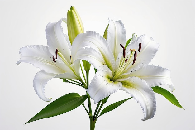 Lily flower on white