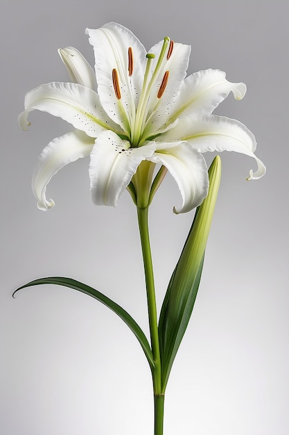 Lily flower on white