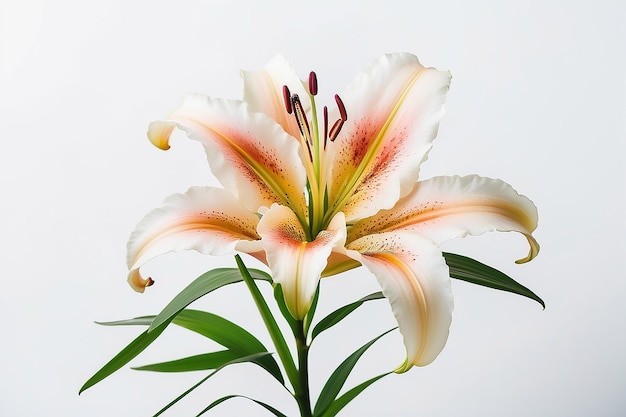 Lily flower on white